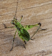 Phaneroptera