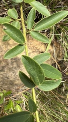 Desmodium cajanifolium