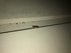 Lathronympha strigana