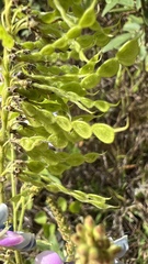 Desmodium cajanifolium