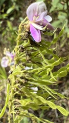 Desmodium cajanifolium