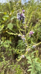 Desmodium cajanifolium