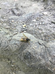 Urocerus gigas