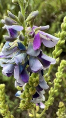 Desmodium cajanifolium