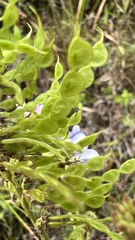 Desmodium cajanifolium