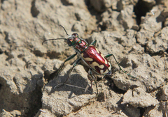 Cicindela fulgida