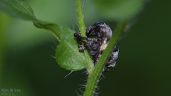 Sternuchopsis trifida