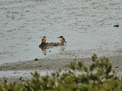 Todiramphus sanctus vagans