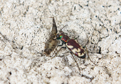 Cicindela fulgida
