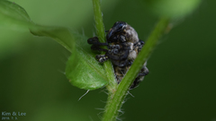 Sternuchopsis trifida