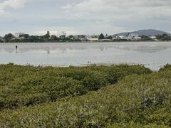 Todiramphus sanctus vagans