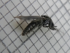 Pterygota