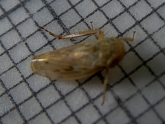 Pterygota