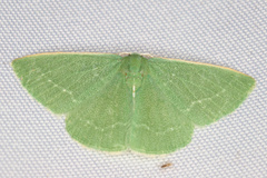 Xenochlorodes olympiaria