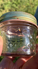 Toxomerus marginatus