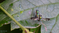 Condylostylus nebulosus
