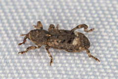 Camptorhinus simplex