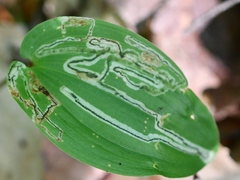 Liriomyza smilacinae