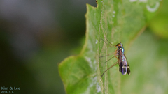 Condylostylus nebulosus