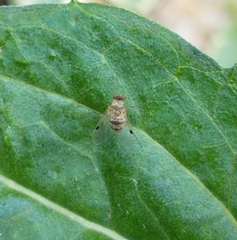 Chrysopilus modestus