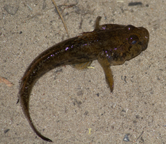 Neogobius fluviatilis