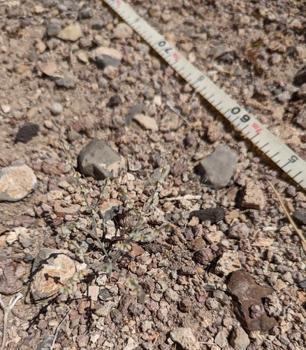 Image of Eriogonum palmerianum by (c) Dominic Gentilcore, some rights reserved (CC BY)