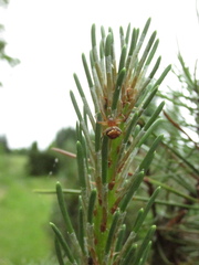 Araneus triguttatus