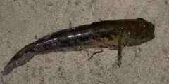 Neogobius fluviatilis