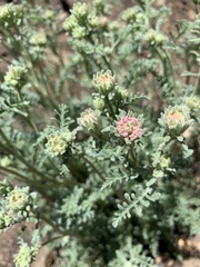 Chaenactis douglasii douglasii