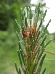Araneus triguttatus