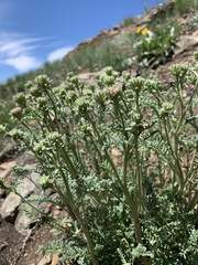 Chaenactis douglasii douglasii