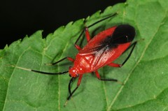 Coccobaphes frontifer