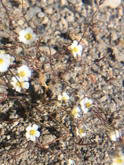 Ivesia santolinoides