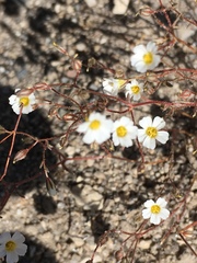 Ivesia santolinoides