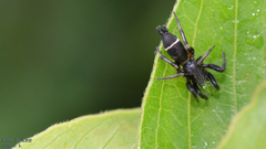 Hitobia unifascigera