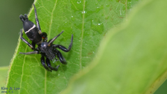 Hitobia unifascigera