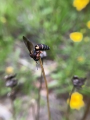 Triepeolus rufithorax