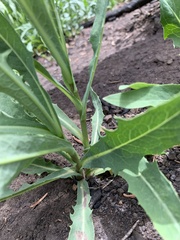 Lactuca pulchella