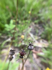 Triepeolus rufithorax