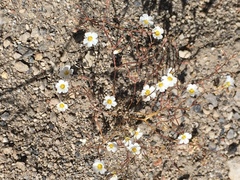 Ivesia santolinoides