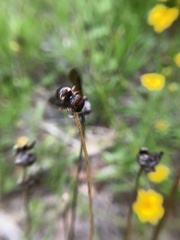 Triepeolus rufithorax