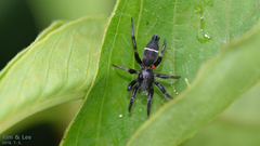 Hitobia unifascigera