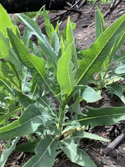 Lactuca pulchella