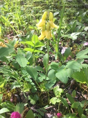 Astragalus umbellatus