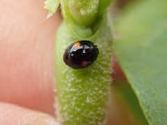 Hyperaspis signata-binotata agg