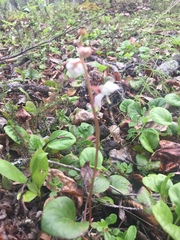 Pyrola grandiflora