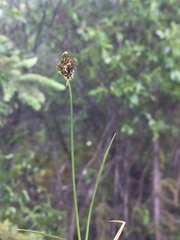 Carex lachenalii
