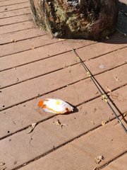 Amphilophus labiatus