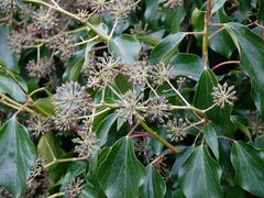 Hedera