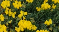 Coronilla minima lotoides